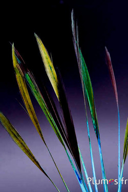 Faisan doré queue strippée - 15-20 cm - turquoise-rouge